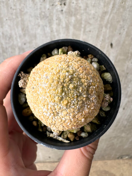 【現品限り】プセウドリトス・ミギウルティヌス【AB25】 Pseudolithos migiurtinus【植物】塊根植物 夏型 コーデックス - 画像 (2)