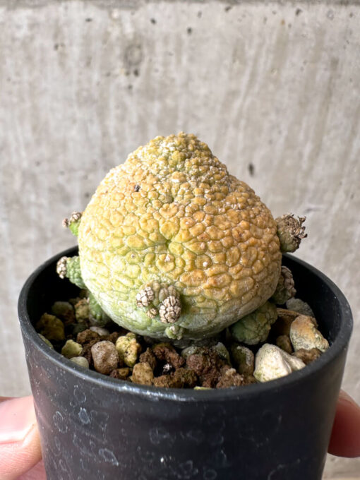【現品限り】プセウドリトス・ミギウルティヌス【AB25】 Pseudolithos migiurtinus【植物】塊根植物 夏型 コーデックス - 画像 (3)