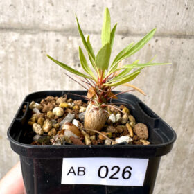 【現品限り】フォークイエリア・プルプシー【AB26】 Fouquieria purpusii【植物】塊根植物 夏型 コーデックス