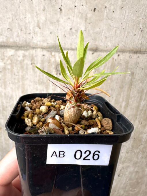 【現品限り】フォークイエリア・プルプシー【AB26】 Fouquieria purpusii【植物】塊根植物 夏型 コーデックス