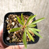 【現品限り】フォークイエリア・プルプシー【AB26】 Fouquieria purpusii【植物】塊根植物 夏型 コーデックス