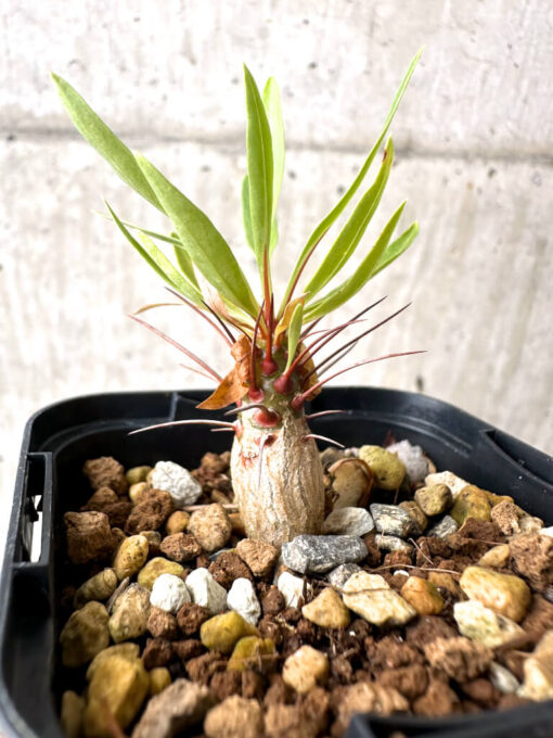 【現品限り】フォークイエリア・プルプシー【AB26】 Fouquieria purpusii【植物】塊根植物 夏型 コーデックス - 画像 (3)