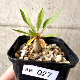 【現品限り】フォークイエリア・プルプシー【AB27】 Fouquieria purpusii【植物】塊根植物 夏型 コーデックス