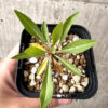 【現品限り】フォークイエリア・プルプシー【AB27】 Fouquieria purpusii【植物】塊根植物 夏型 コーデックス