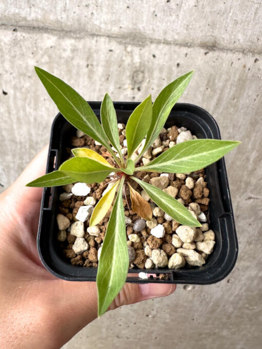 【現品限り】フォークイエリア・プルプシー【AB27】 Fouquieria purpusii【植物】塊根植物 夏型 コーデックス - 画像 (2)