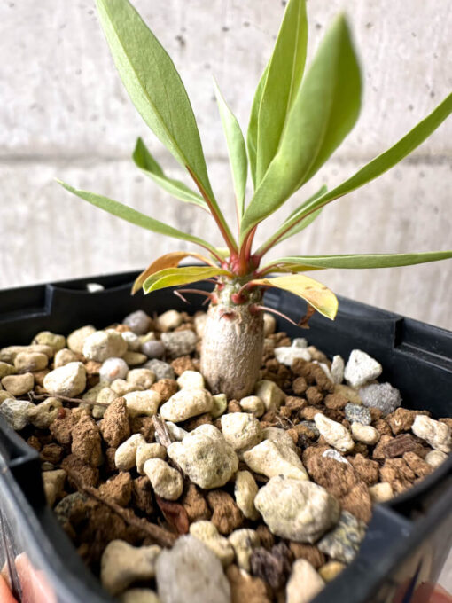 【現品限り】フォークイエリア・プルプシー【AB27】 Fouquieria purpusii【植物】塊根植物 夏型 コーデックス - 画像 (3)