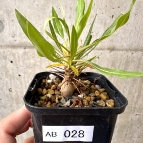 【現品限り】フォークイエリア・プルプシー【AB28】 Fouquieria purpusii【植物】塊根植物 夏型 コーデックス