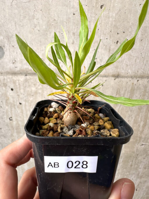 【現品限り】フォークイエリア・プルプシー【AB28】 Fouquieria purpusii【植物】塊根植物 夏型 コーデックス