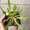 【現品限り】フォークイエリア・プルプシー【AB28】 Fouquieria purpusii【植物】塊根植物 夏型 コーデックス