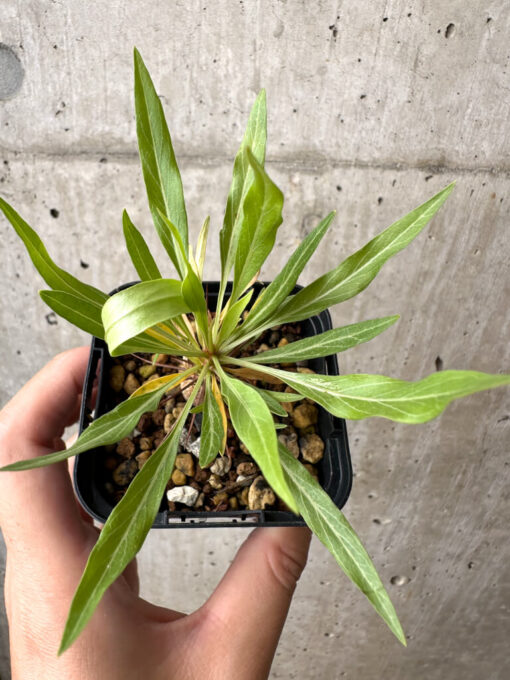 【現品限り】フォークイエリア・プルプシー【AB28】 Fouquieria purpusii【植物】塊根植物 夏型 コーデックス - 画像 (2)