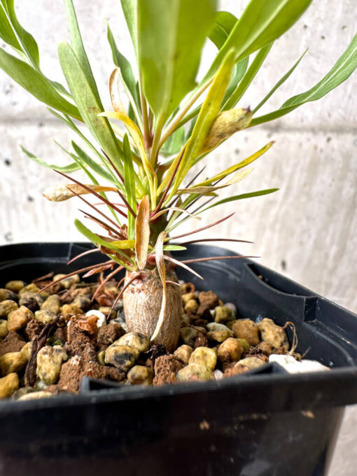 【現品限り】フォークイエリア・プルプシー【AB28】 Fouquieria purpusii【植物】塊根植物 夏型 コーデックス - 画像 (3)