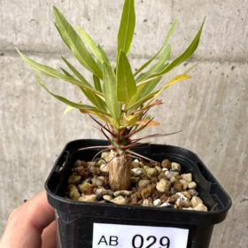 【現品限り】フォークイエリア・プルプシー【AB29】 Fouquieria purpusii【植物】塊根植物 夏型 コーデックス