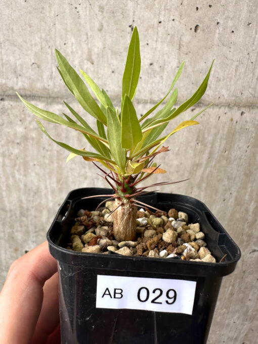 【現品限り】フォークイエリア・プルプシー【AB29】 Fouquieria purpusii【植物】塊根植物 夏型 コーデックス