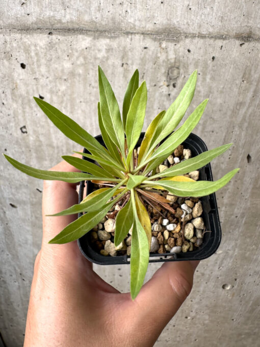 【現品限り】フォークイエリア・プルプシー【AB29】 Fouquieria purpusii【植物】塊根植物 夏型 コーデックス - 画像 (2)