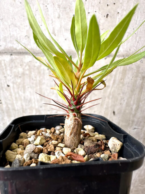 【現品限り】フォークイエリア・プルプシー【AB29】 Fouquieria purpusii【植物】塊根植物 夏型 コーデックス - 画像 (3)