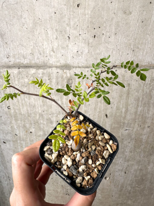 【現品限り】コミフォラ・モンストローサ【AB2】 Commiphora monstruosa【植物】塊根植物 夏型 コーデックス - 画像 (2)