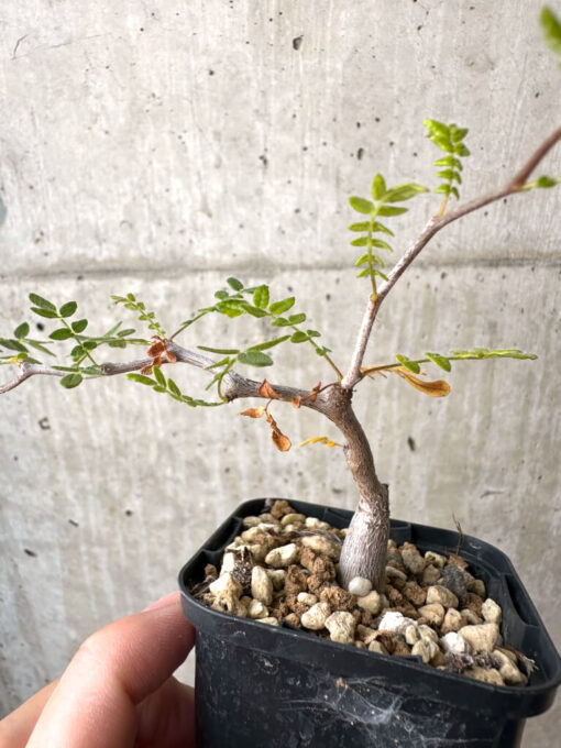 【現品限り】コミフォラ・モンストローサ【AB2】 Commiphora monstruosa【植物】塊根植物 夏型 コーデックス - 画像 (3)