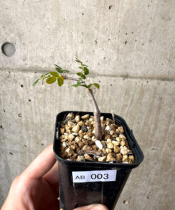 【現品限り】コミフォラ・モンストローサ【AB3】 Commiphora monstruosa【植物】塊根植物 夏型 コーデックス
