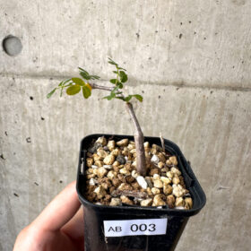 【現品限り】コミフォラ・モンストローサ【AB3】 Commiphora monstruosa【植物】塊根植物 夏型 コーデックス