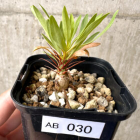 【現品限り】フォークイエリア・プルプシー【AB30】 Fouquieria purpusii【植物】塊根植物 夏型 コーデックス