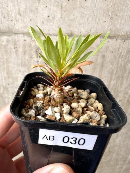 【現品限り】フォークイエリア・プルプシー【AB30】 Fouquieria purpusii【植物】塊根植物 夏型 コーデックス