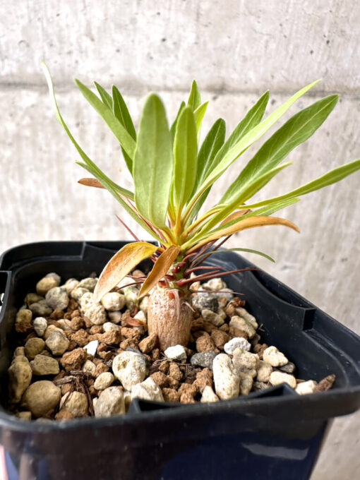 【現品限り】フォークイエリア・プルプシー【AB30】 Fouquieria purpusii【植物】塊根植物 夏型 コーデックス - 画像 (3)