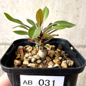 【現品限り】フォークイエリア・ファシクラータ【AB31】 Fouquieria fasciculata【植物】塊根植物 夏型 コーデックス