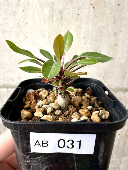 【現品限り】フォークイエリア・ファシクラータ【AB31】 Fouquieria fasciculata【植物】塊根植物 夏型 コーデックス