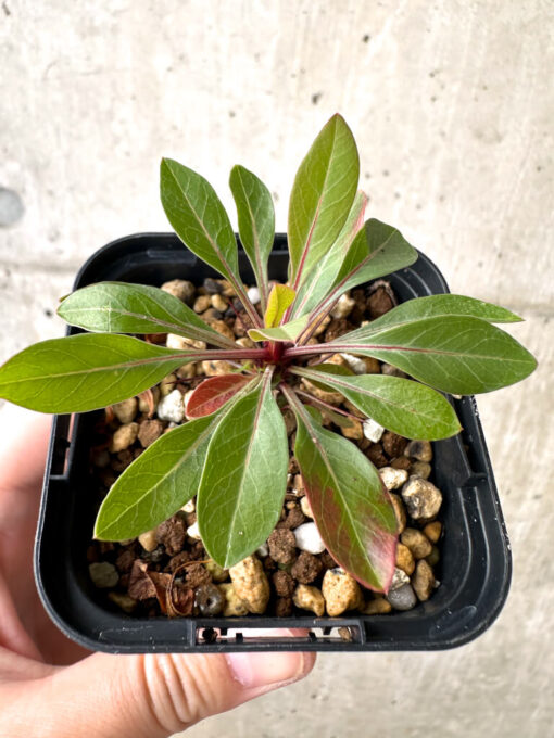 【現品限り】フォークイエリア・ファシクラータ【AB31】 Fouquieria fasciculata【植物】塊根植物 夏型 コーデックス - 画像 (2)
