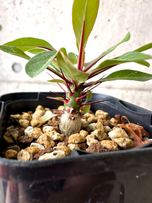 【現品限り】フォークイエリア・ファシクラータ【AB31】 Fouquieria fasciculata【植物】塊根植物 夏型 コーデックス - 画像 (3)