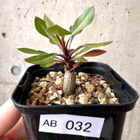 【現品限り】フォークイエリア・ファシクラータ【AB32】 Fouquieria fasciculata【植物】塊根植物 夏型 コーデックス