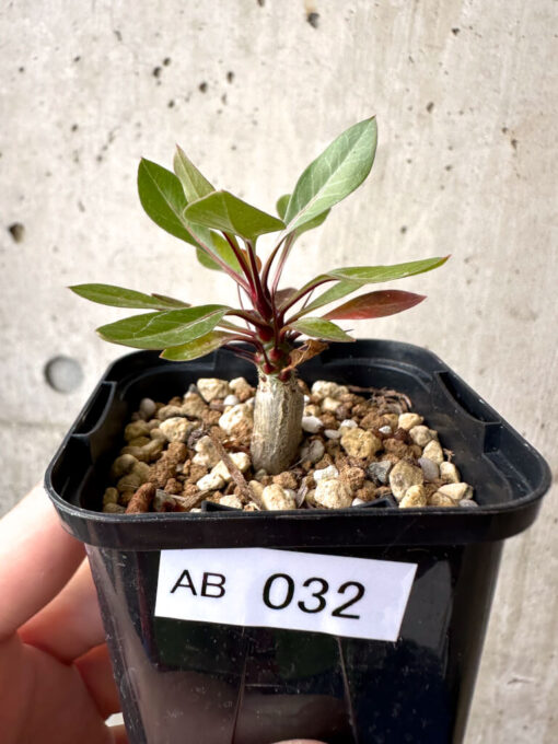 【現品限り】フォークイエリア・ファシクラータ【AB32】 Fouquieria fasciculata【植物】塊根植物 夏型 コーデックス