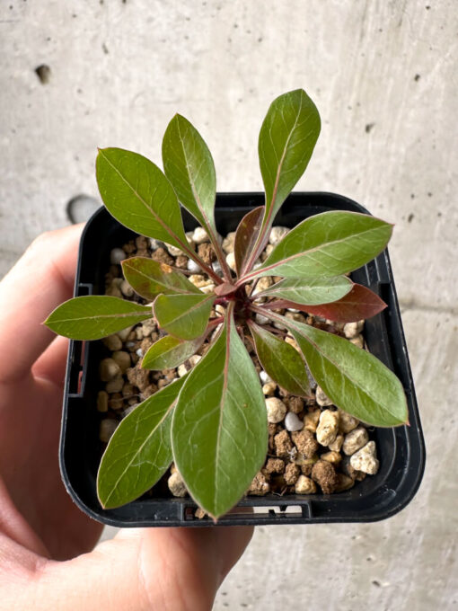 【現品限り】フォークイエリア・ファシクラータ【AB32】 Fouquieria fasciculata【植物】塊根植物 夏型 コーデックス - 画像 (2)
