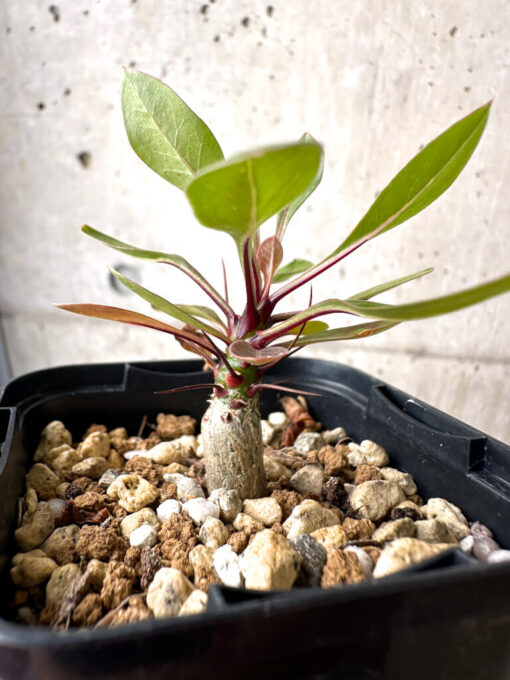 【現品限り】フォークイエリア・ファシクラータ【AB32】 Fouquieria fasciculata【植物】塊根植物 夏型 コーデックス - 画像 (3)