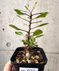 【現品限り】フォークイエリア・ファシクラータ【AB33】 Fouquieria fasciculata【植物】塊根植物 夏型 コーデックス