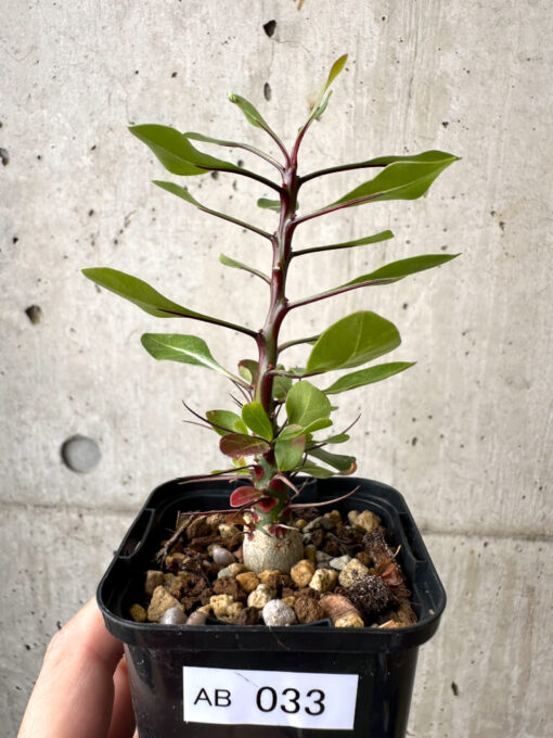 【現品限り】フォークイエリア・ファシクラータ【AB33】 Fouquieria fasciculata【植物】塊根植物 夏型 コーデックス