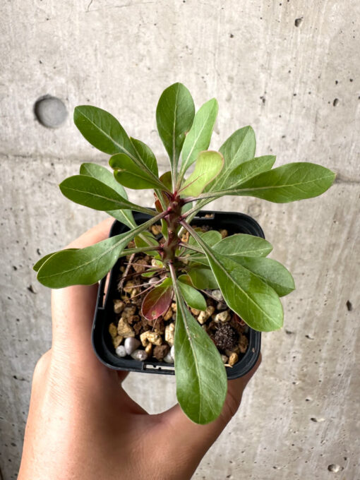 【現品限り】フォークイエリア・ファシクラータ【AB33】 Fouquieria fasciculata【植物】塊根植物 夏型 コーデックス - 画像 (2)