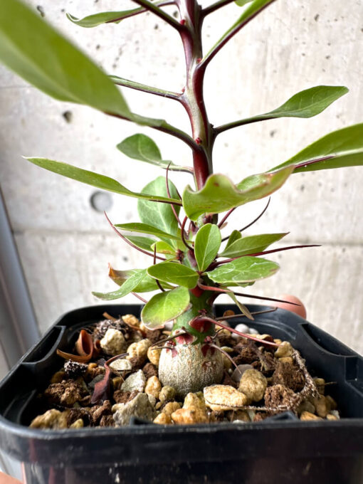 【現品限り】フォークイエリア・ファシクラータ【AB33】 Fouquieria fasciculata【植物】塊根植物 夏型 コーデックス - 画像 (3)