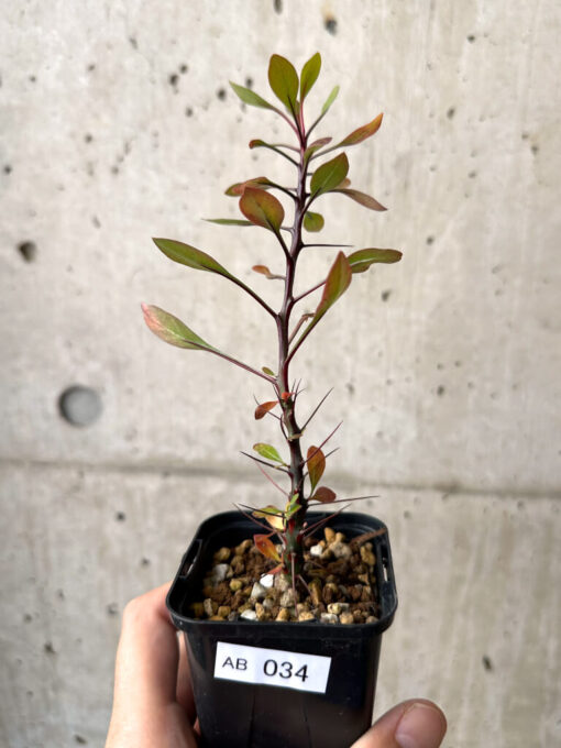 【現品限り】フォークイエリア・ファシクラータ【AB34】 Fouquieria fasciculata【植物】塊根植物 夏型 コーデックス