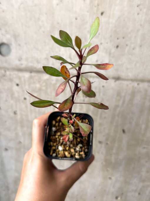 【現品限り】フォークイエリア・ファシクラータ【AB34】 Fouquieria fasciculata【植物】塊根植物 夏型 コーデックス - 画像 (2)