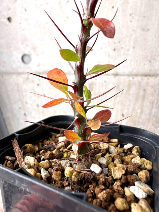 【現品限り】フォークイエリア・ファシクラータ【AB34】 Fouquieria fasciculata【植物】塊根植物 夏型 コーデックス - 画像 (3)