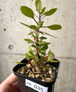 【現品限り】フォークイエリア・ファシクラータ【AB35】 Fouquieria fasciculata【植物】塊根植物 夏型 コーデックス