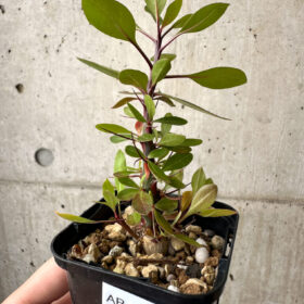 【現品限り】フォークイエリア・ファシクラータ【AB35】 Fouquieria fasciculata【植物】塊根植物 夏型 コーデックス