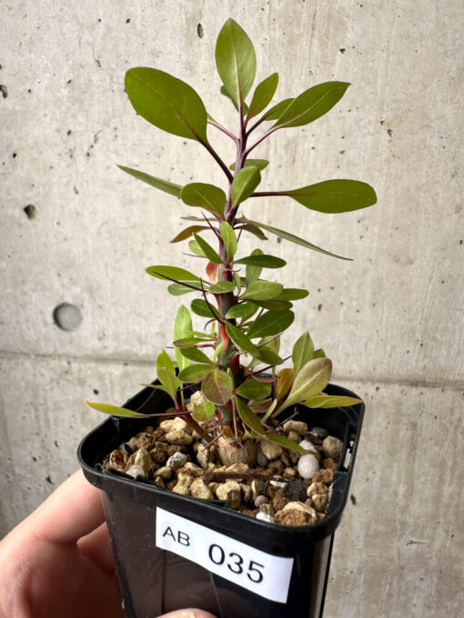 【現品限り】フォークイエリア・ファシクラータ【AB35】 Fouquieria fasciculata【植物】塊根植物 夏型 コーデックス