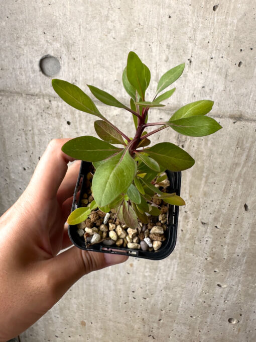 【現品限り】フォークイエリア・ファシクラータ【AB35】 Fouquieria fasciculata【植物】塊根植物 夏型 コーデックス - 画像 (2)