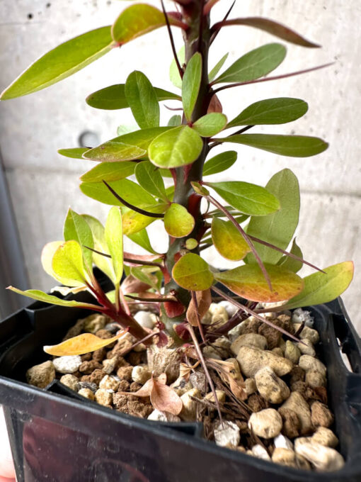 【現品限り】フォークイエリア・ファシクラータ【AB35】 Fouquieria fasciculata【植物】塊根植物 夏型 コーデックス - 画像 (3)