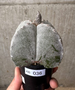 【現品限り】サボテン 四角ランポー玉【AB36】 cactus【植物】塊根植物 夏型 コーデックス