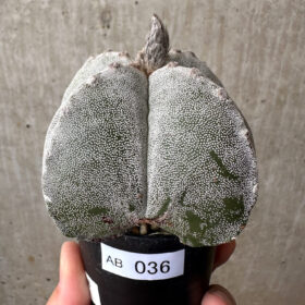 【現品限り】サボテン 四角ランポー玉【AB36】 cactus【植物】塊根植物 夏型 コーデックス