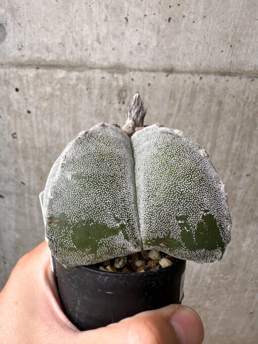 【現品限り】サボテン 四角ランポー玉【AB36】 cactus【植物】塊根植物 夏型 コーデックス - 画像 (3)