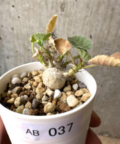 【現品限り】ヤトロファ・マルギナータ【AB37】 Jatropha marginata【植物】塊根植物 夏型 コーデックス